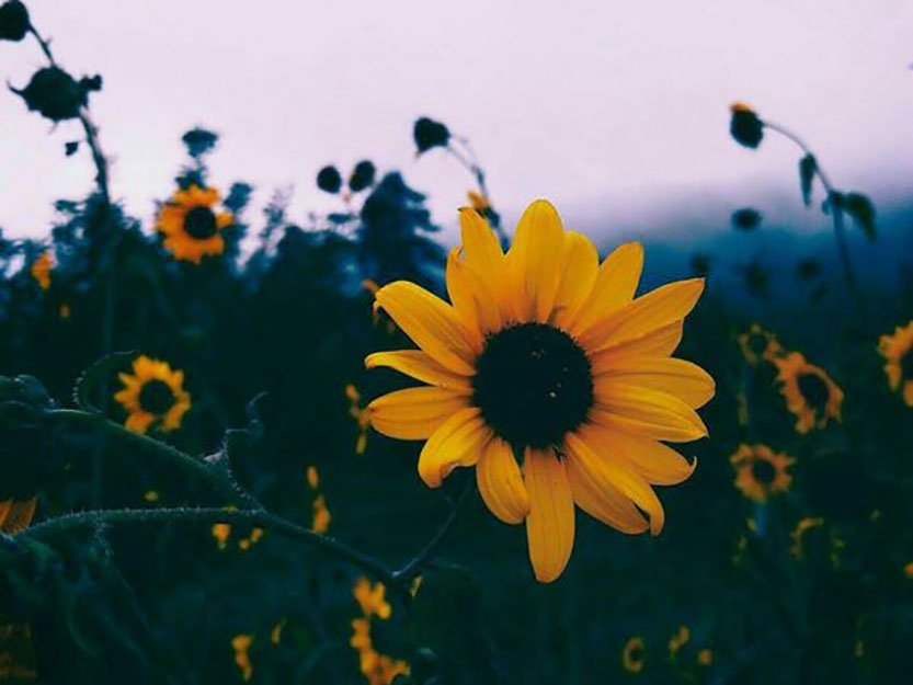 Sunflowers Photograph